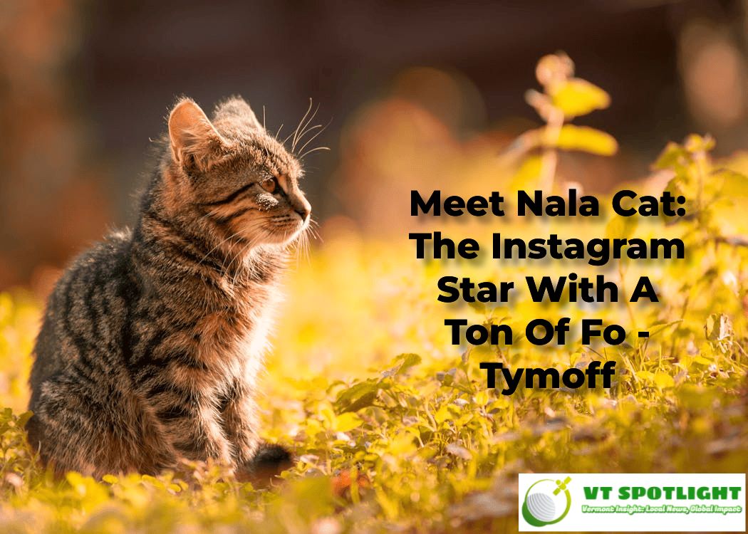 Meet Nala Cat: The Instagram Star With A Ton Of Fo – Tymoff
